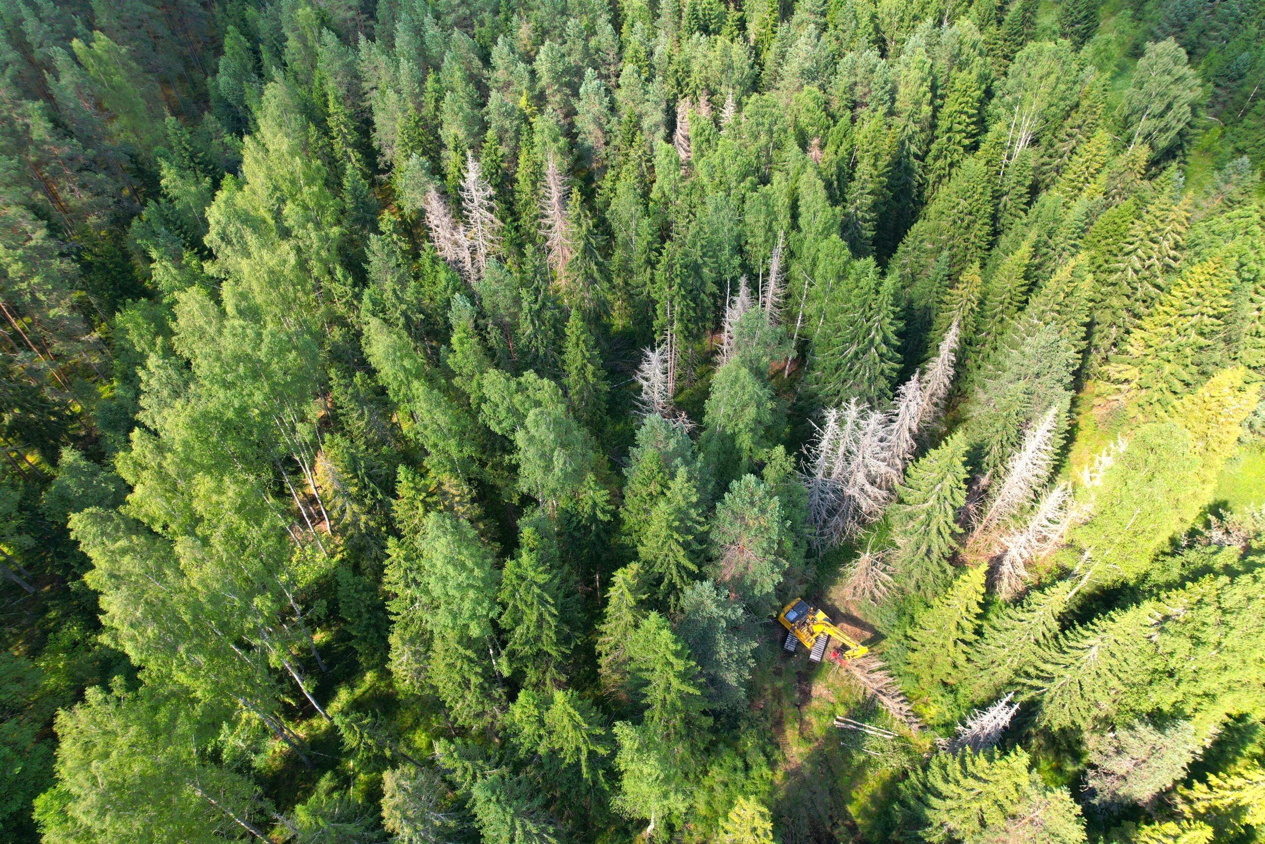 Meža taksācija - SERVAL